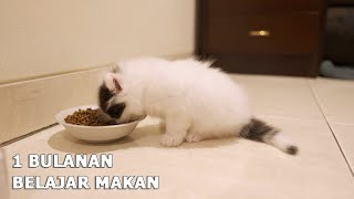 Merawat Anak Kucing Yang Mulai Belajar Makan (SIPANDA)