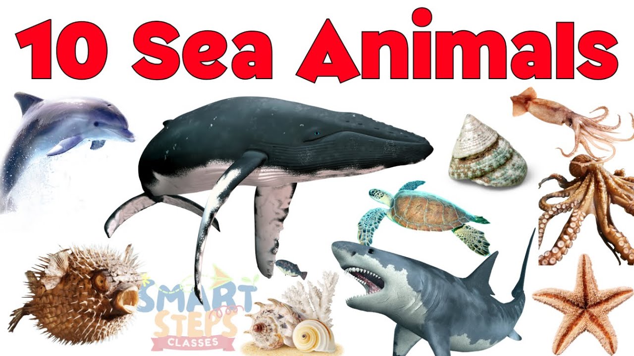 Learn Sea Animals Name for Kids in hindi and english  | Fun Ocean Creatures Learning Video