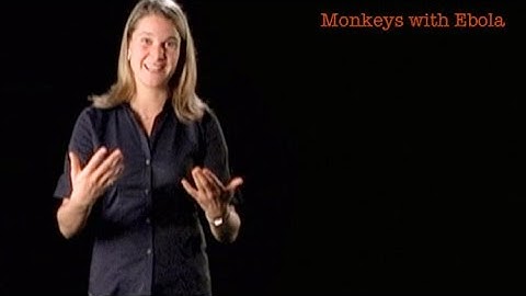 Eva Vertes: Monkeys with Ebola