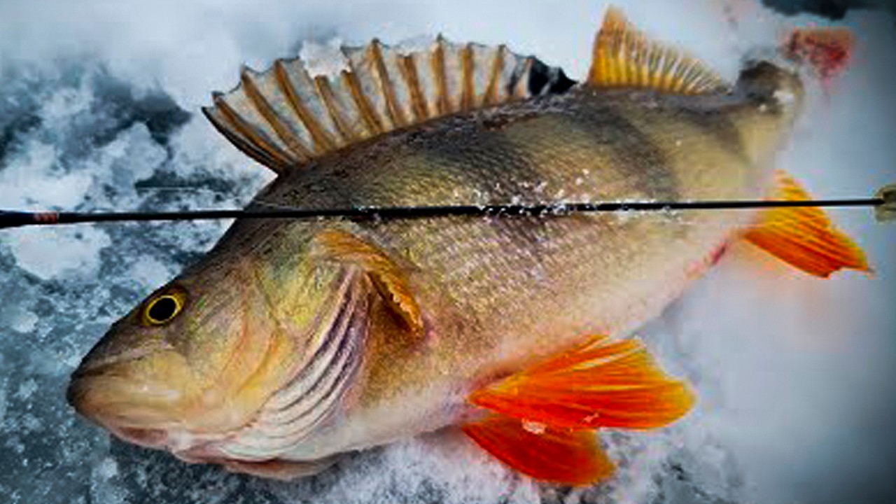 ✅ОКУНІ на 11м ЯМІ ??? Це Щось НОВЕ!✅