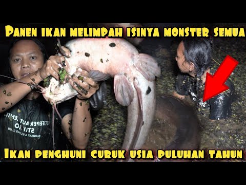 PANEN MONSTER SEGEDE GALON PENGHUNI CURUG TUA