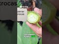 Desvendando o Pacová Estrutura Interna Revelada!