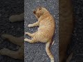 肉球をドアップで (茶トラ猫編) Cat's Paw (Kobe City, Japan)