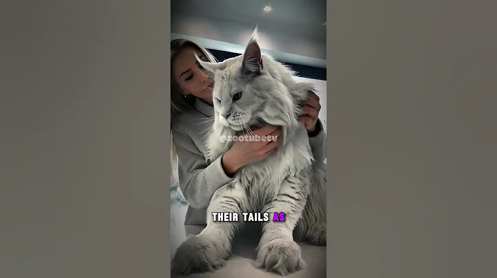 Watch the video about Maine Coon