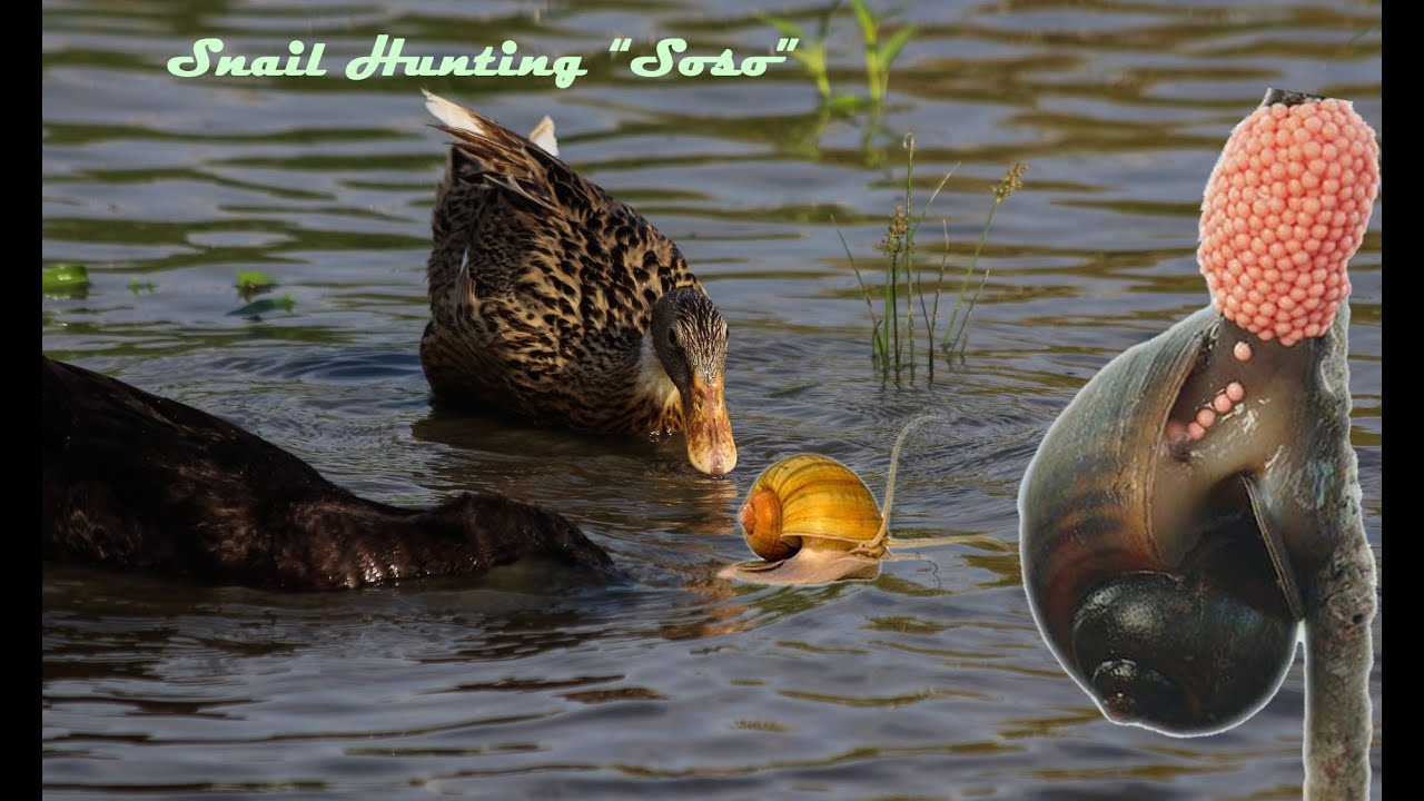 Ducks hunting snails in Rice field YouTube