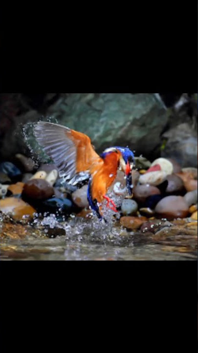 burung raja udang meninting #feed #burung #shorts