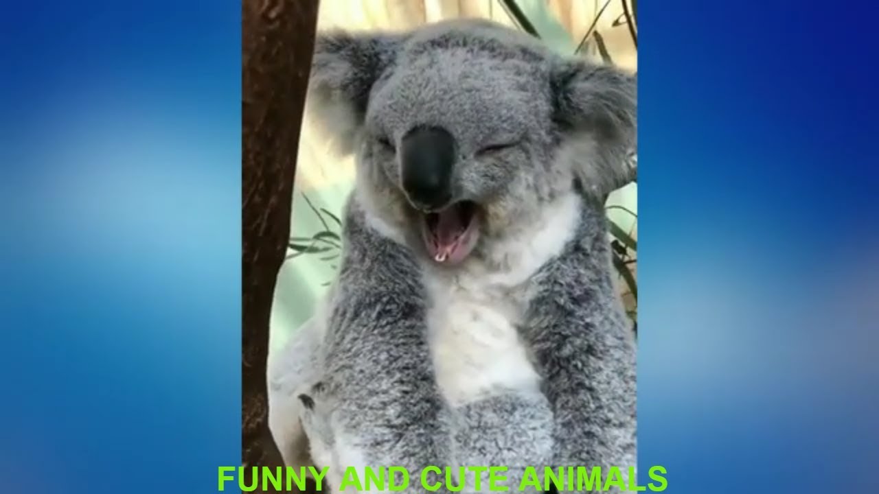Cute Animals Compilation | Funny Animals Compilation | Awesome Animals