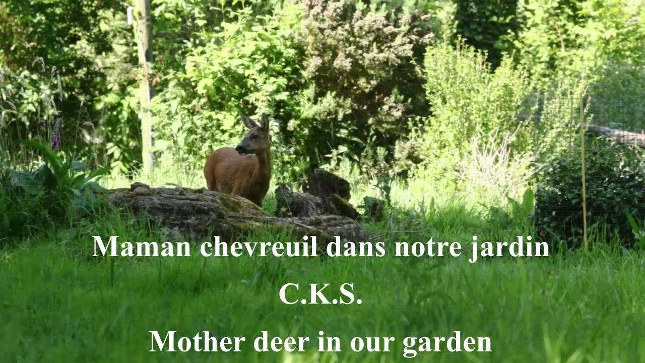 🦌 ️ Maman chevreuil dans notre jardin - Mother deer in our garden - C.K