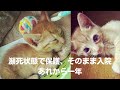 ガレージでぐったりして動かない、子猫を保護しました。その子猫の一年後をご覧ください。