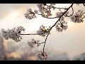 【語り継ぐこと / 元ちとせ】カバー
