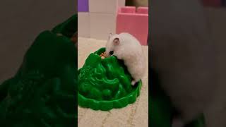 хомячок/ жизнь хомячка/ обед по расписанию/ hamster dinner/ hamster/ pet hamster/ джунгарик