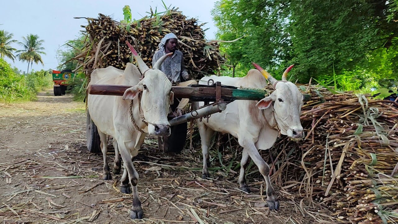 cow cart heavy load pulling | Bullock Cart ride