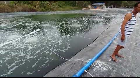 Roots blower and Aerotube for Shrimp farming and Fish Farming