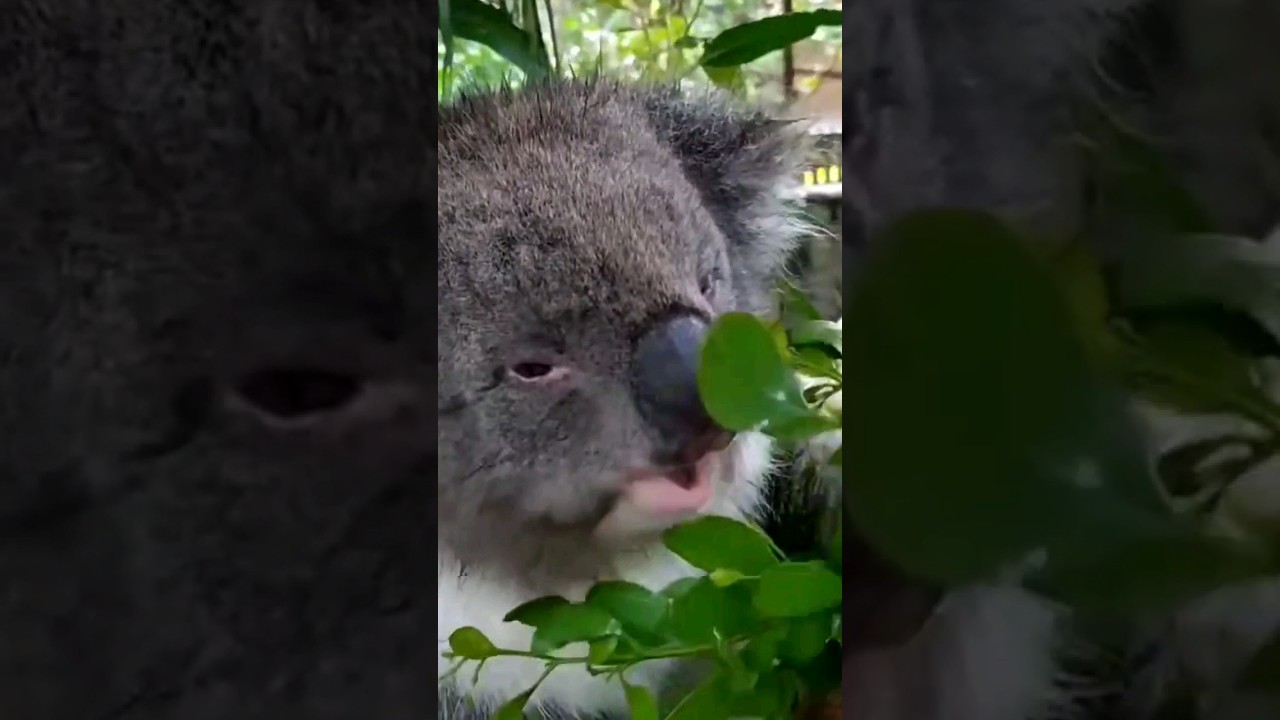 Friendship with Koala Bear 