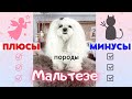 Плюсы и минусы породы мальтезе.