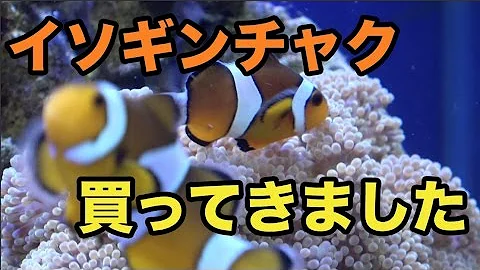 イソギンチャクに魅せられた少年 Mp3