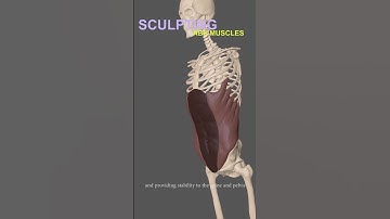 Master 3D Sculpting Anatomy | Abs Muscles in ZBrush