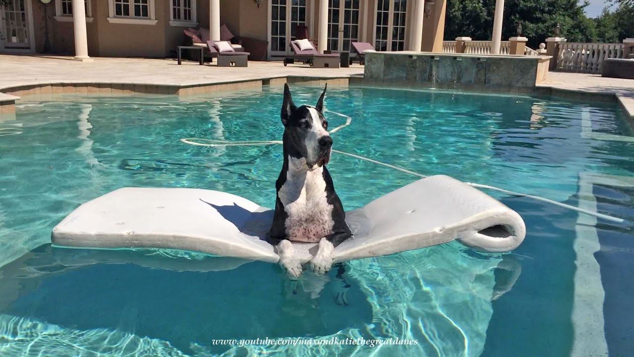 Funny Florida Great Dane Watch Dog Patrols From Her Pool Float Lilo