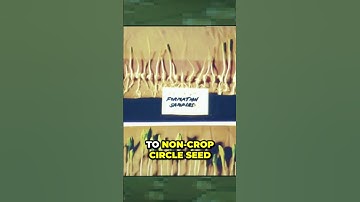 The Science Behind Crop Circles Reveals Mind-Blowing Discoveries