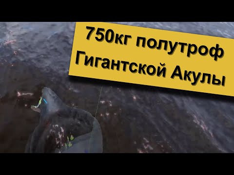 Видео: Акула Гигантская 750кг. Как их вытаскивать.