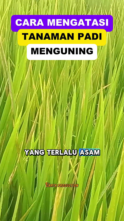 DAUN PADI MENGUNING! JANGAN PANIK #shorts #paktanitv