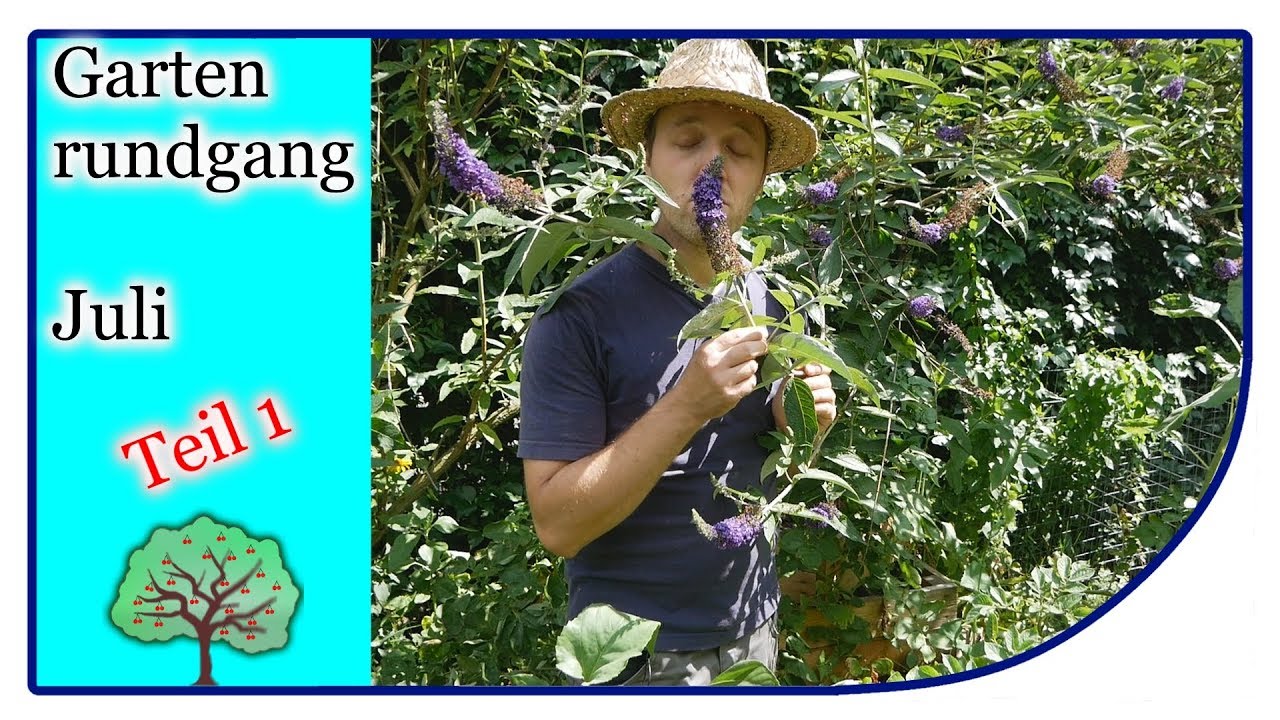 Der Garten im Juli | die Zwiebeln können geerntet werden