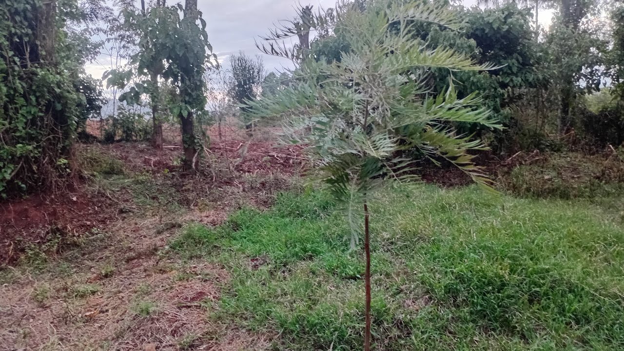 TRANSFORMATION OF DRY GRASS TO GREEN GRASS AND COMPARISON OF SAND SOIL AND LOAM SOIL🤌