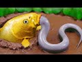 Stop Motion ASMR - The Giant Golden Eel Hunts For Incredible Carp Cooked In Raw Mud