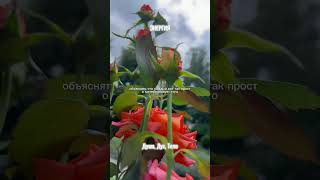 Больше на ТГ канале Состояние Жизнь Есения #состояние #здоровье #энергия