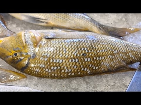 فديو مستعجل لسرعة الطلب السمك يستحق الشراء صاحي جودة عالية