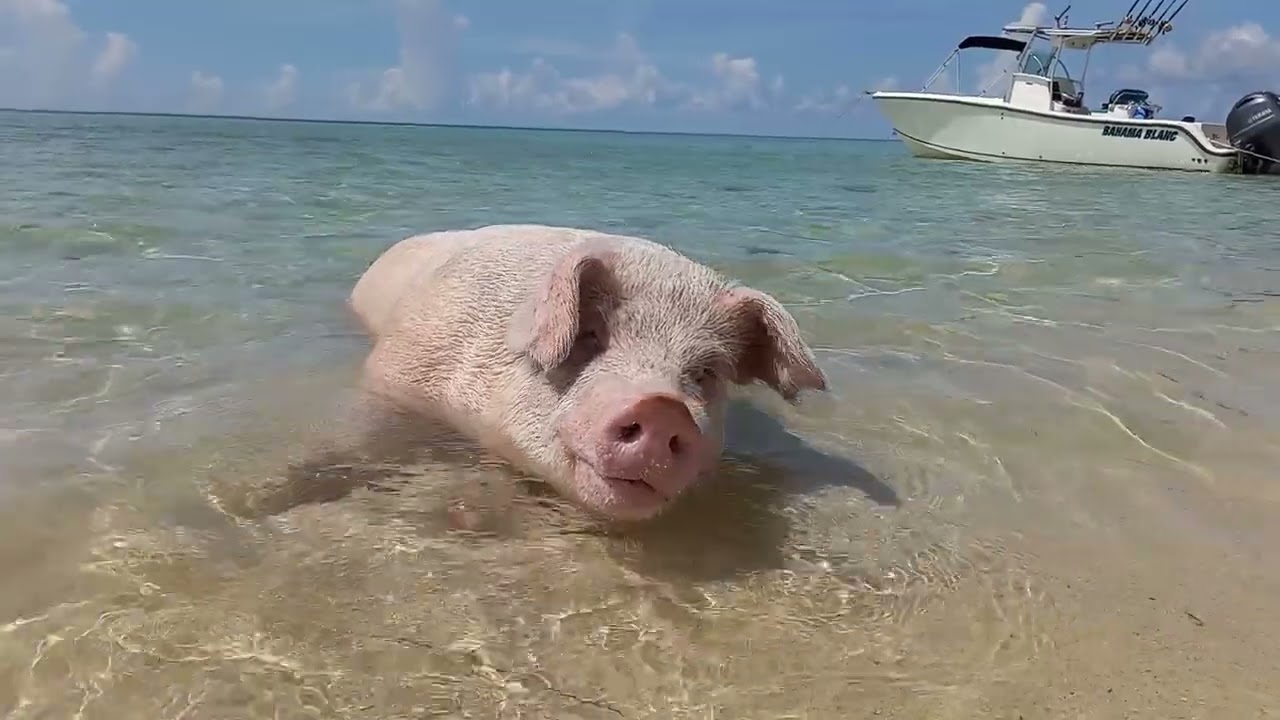 Da Pigfather speaks!