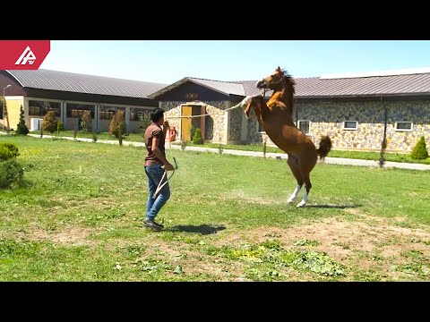 Birinci Qarabağ müharibəsində patron daşıyan Qarabağ atları - REPORTAJ