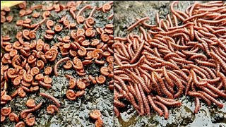 Rollin Millipedes, Magical Millipedes in Group, Diplopoda, Myriapoda, Centipedes, Gonopods, Telopods