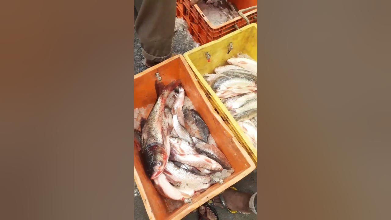 Fish market game part234 shorts YouTube