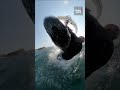 Breaching whale knocks surfer off his board in &quot;one in a million&quot; chance encounter
