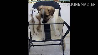 J Ai Mis Jak Dans La Poussette