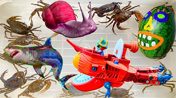 Kem Ốc Chanel dẫn thú cưng con rùa ra ngõ gặp ốc sên ma, quái vật dưa hấu, con cá, con cua, cá mập.