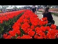 Перший фестиваль тюльпанів! Поле тюльпанів у Мамаївцях. Чернівці
