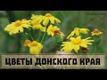 Цветы Донского края. Часть 8. Солнечная желтизна. // Clever Cricket