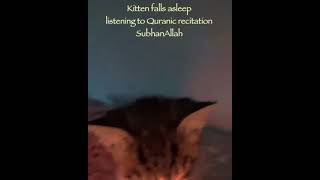 Kitten falls asleep listening to Qur'an Recitation | Subhan Allah 