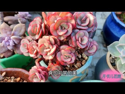 这些多肉品种确实比较怕冷，叶子发软还出现叶片的化水