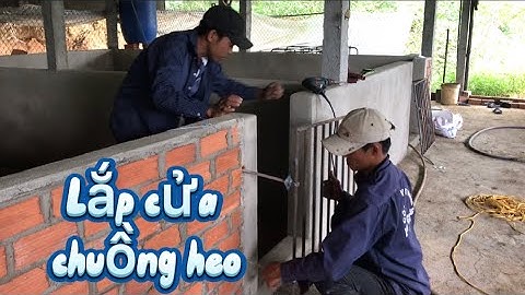 Khoan ốc bắn vít lắp cửa sắt cho chuồng heo khi mở trại