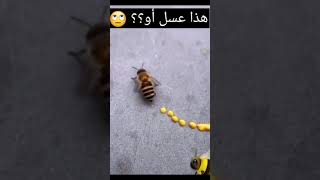 هل النحله تخرج العسل بهذه الطريقة ؟؟