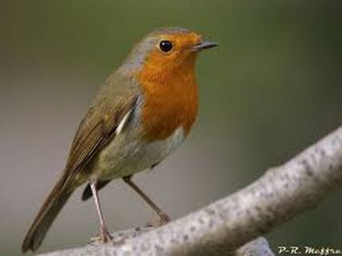 Chant Du Rouge Gorge Au Printemps Erithacus Rubecula