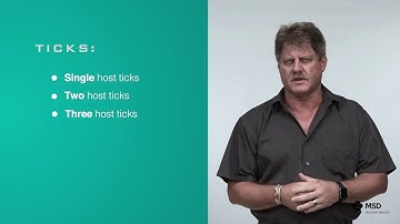 Three Host Tick - Dr Tom Strydom