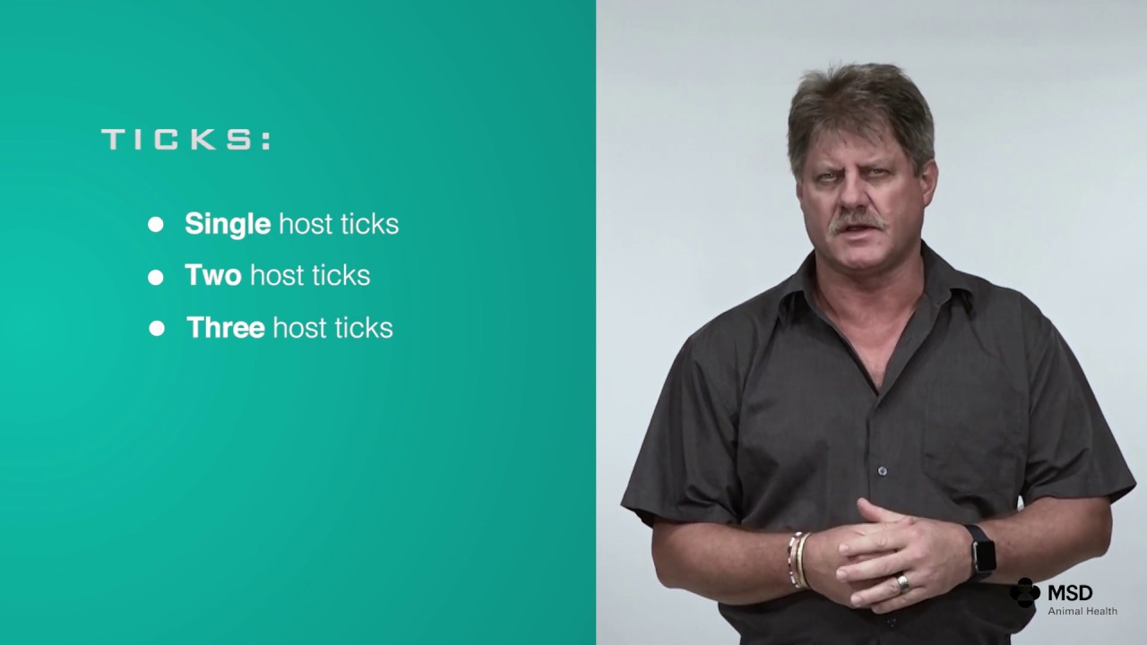 Three Host Tick - Dr Tom Strydom