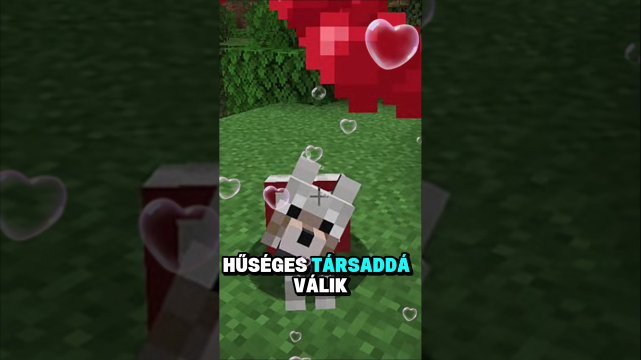 Az ember legjobb barátja! 🐺 #minecraft #minecraftshorts #wolf #dog #kutya #2025