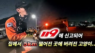 119에 신고되어 집에서 5km 떨어진 곳에 버려진 고양이.. (고양이탐정)