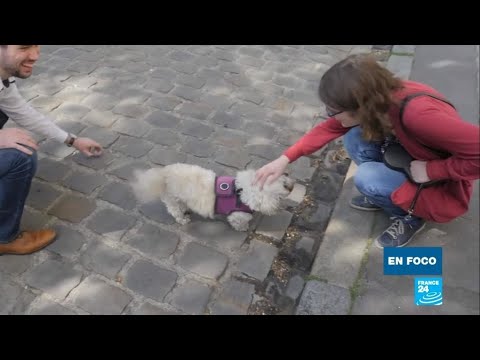 Adopción de mascotas en tiempos de encierro: lupa a los desafíos en Francia