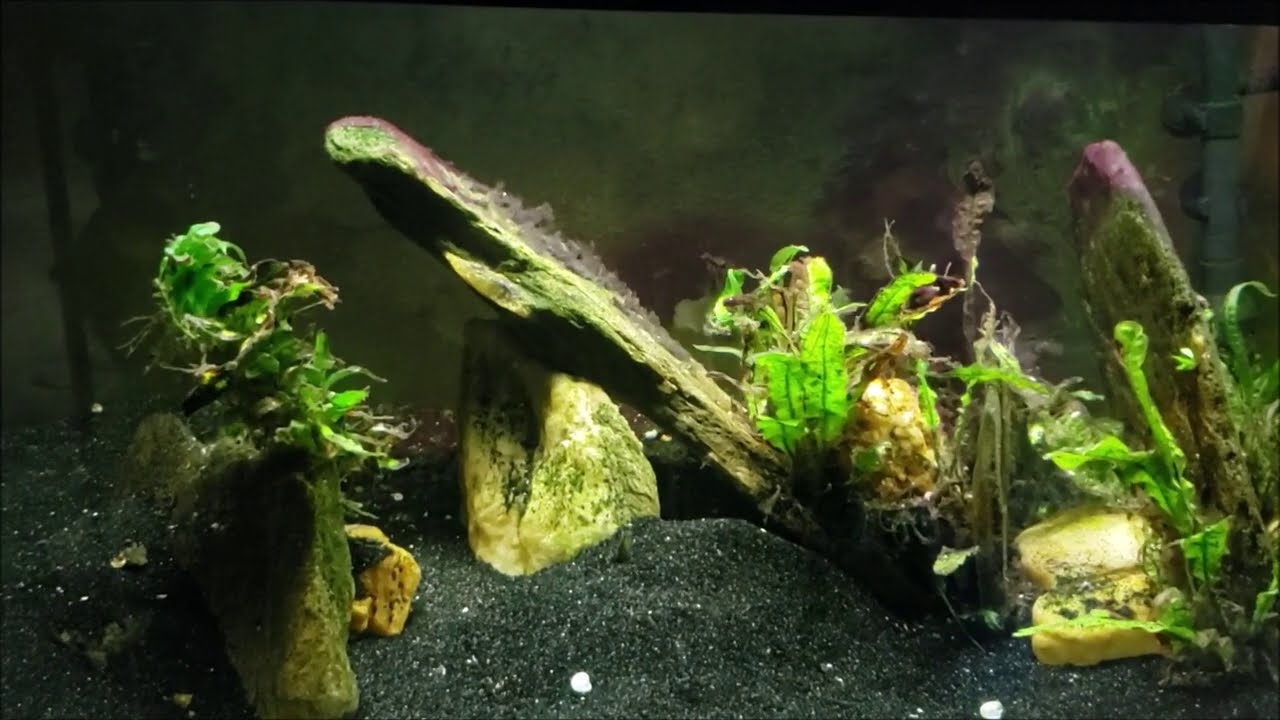 Brackish Tank Gets Rare Water And Filter Change (Before and After)